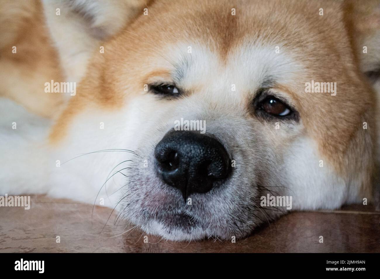 Closeup of the muzzle of a large dog Akita Inu. The pet lies, looks