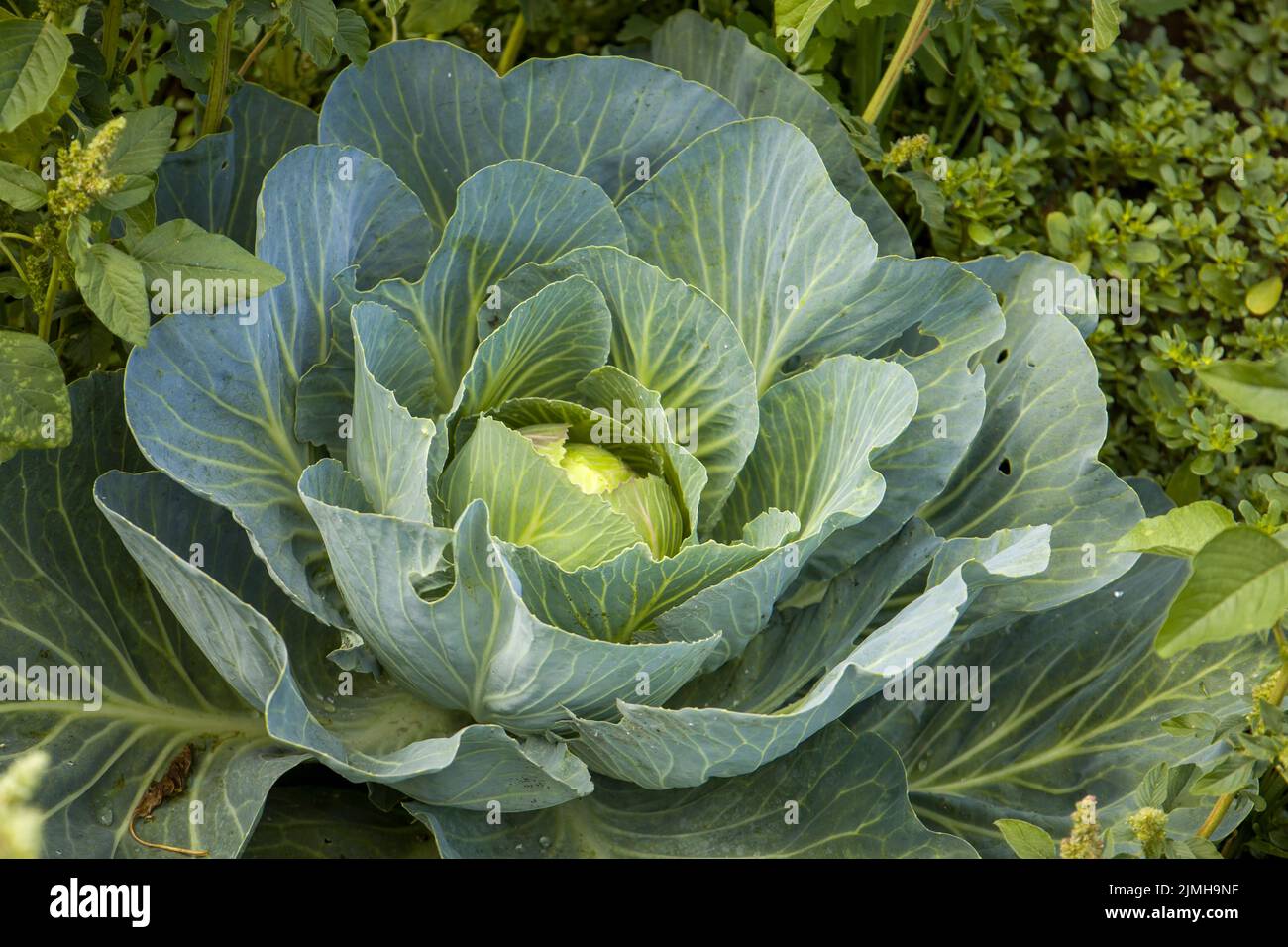 Green young cabbage plant. Plant in the ground Stock Photo Alamy