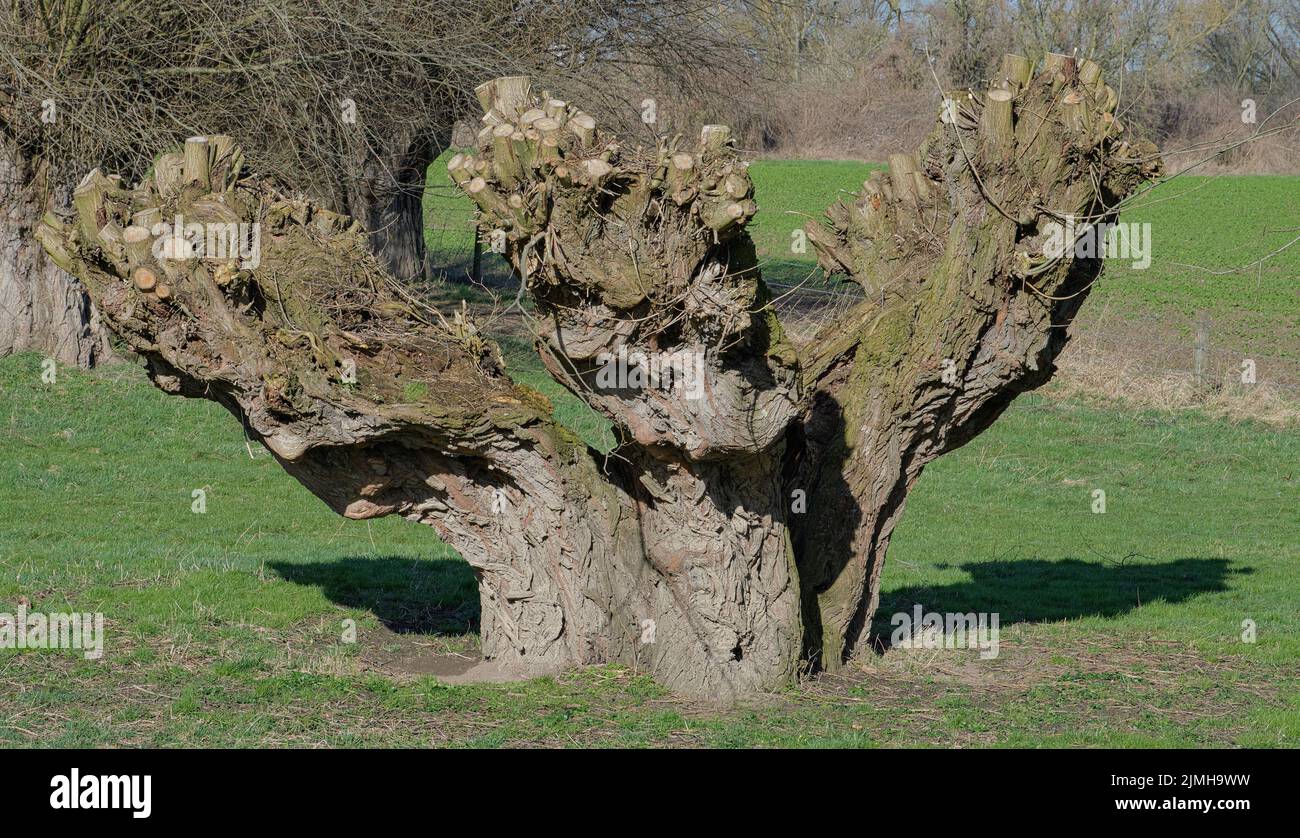 Sliced willow tree(Salix viminalis),Rhineland,Germany Stock Photo