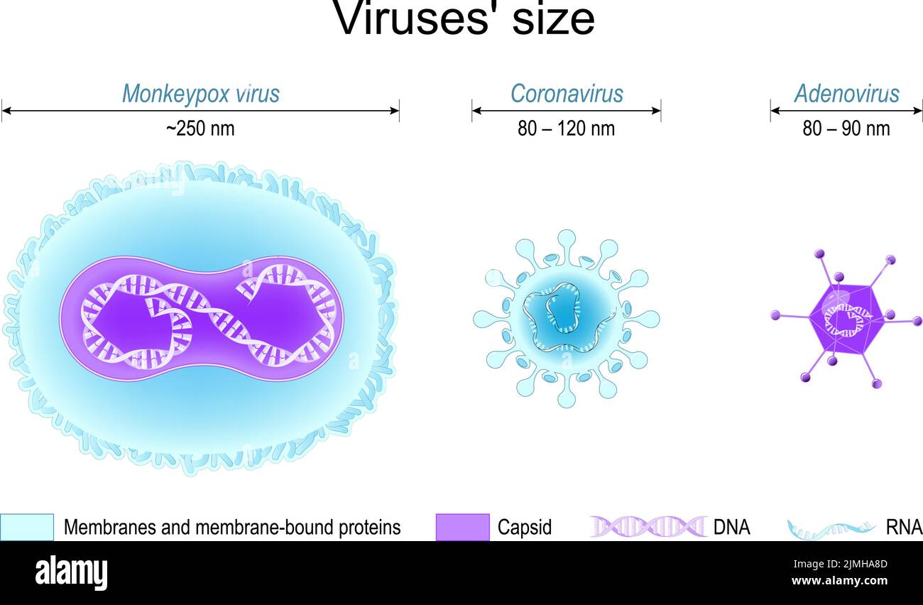 Comparison of viruses' size. monkeypox, SARS CoV-2 or coronavirus, and adenovirus. Different structure of viruses: Membrane proteins, capsids, DNA Stock Vector
