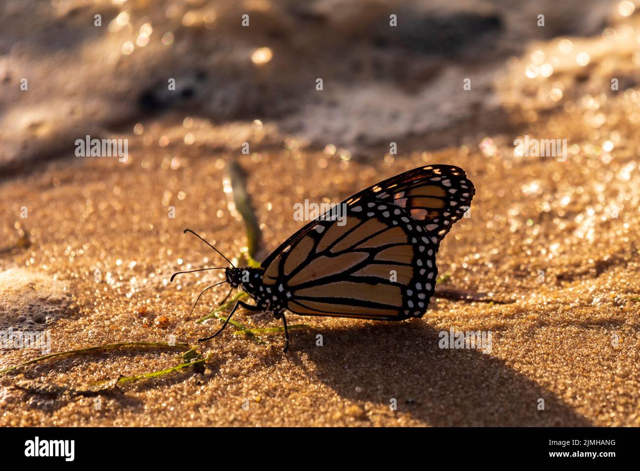 A monarch butterfly rests on the sand of the beach at Bayfront Park in Daphne, Alabama. Stock Photo