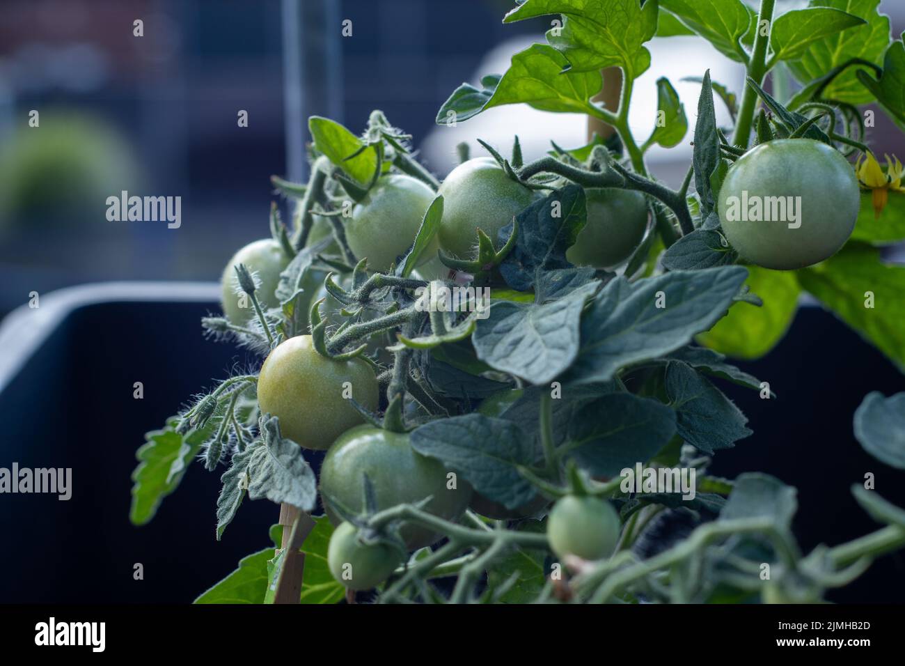 home grown tomatoes in a raised bed in summer on a balcony Stock Photo