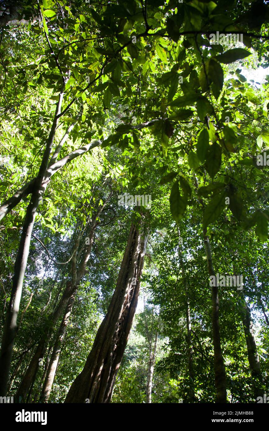 Palm trees exotic tropical nature background Stock Photo - Alamy