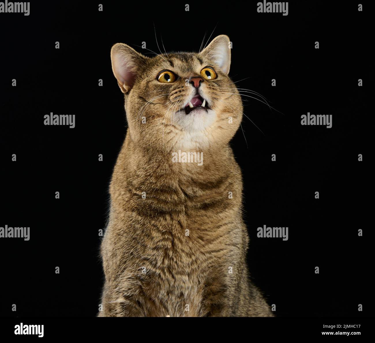 Cute adult cat hi-res stock photography and images - Alamy