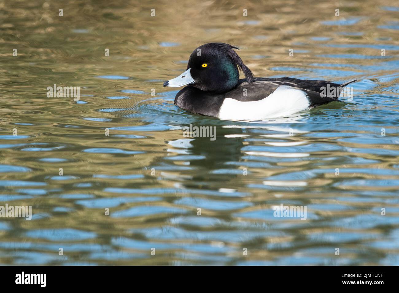 Male Tufted Duck swimming in the pond Stock Photo