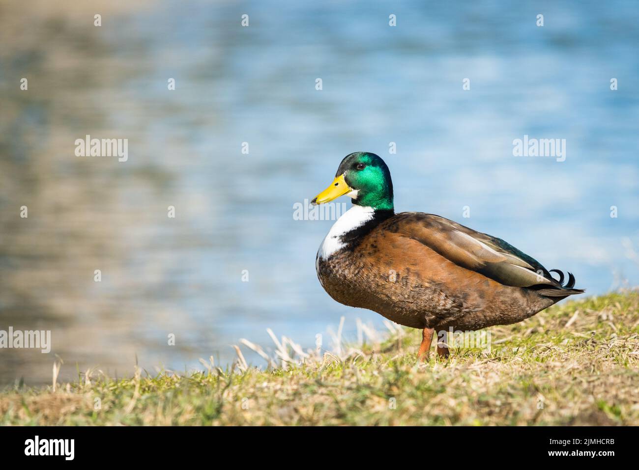 Duck resting in natural habitat. Green head duck. Stock Photo