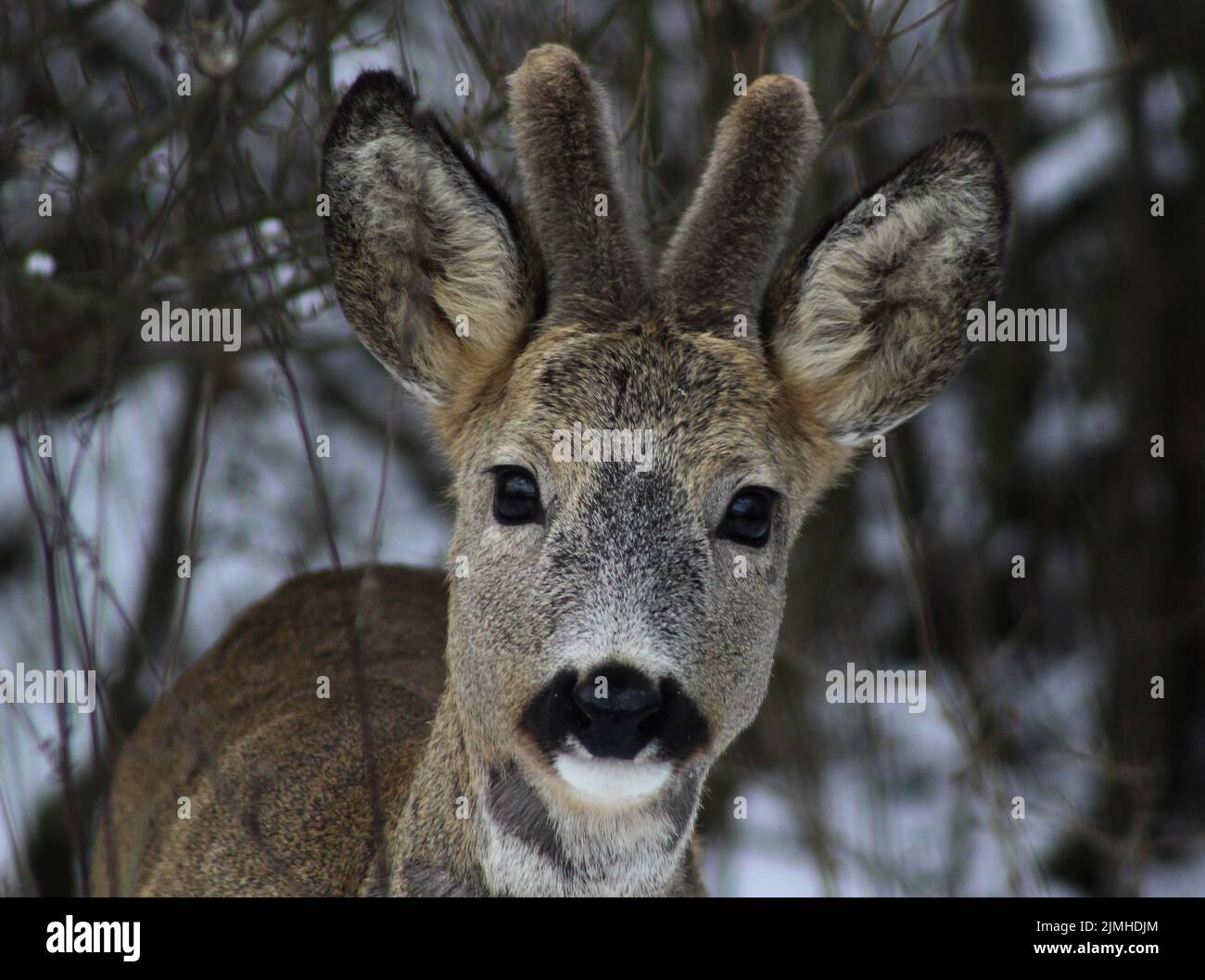 Portrait image of a curious European roe deer (Capreolus capreolus) staring directly into the lens of the camera on a cold winter day Stock Photo