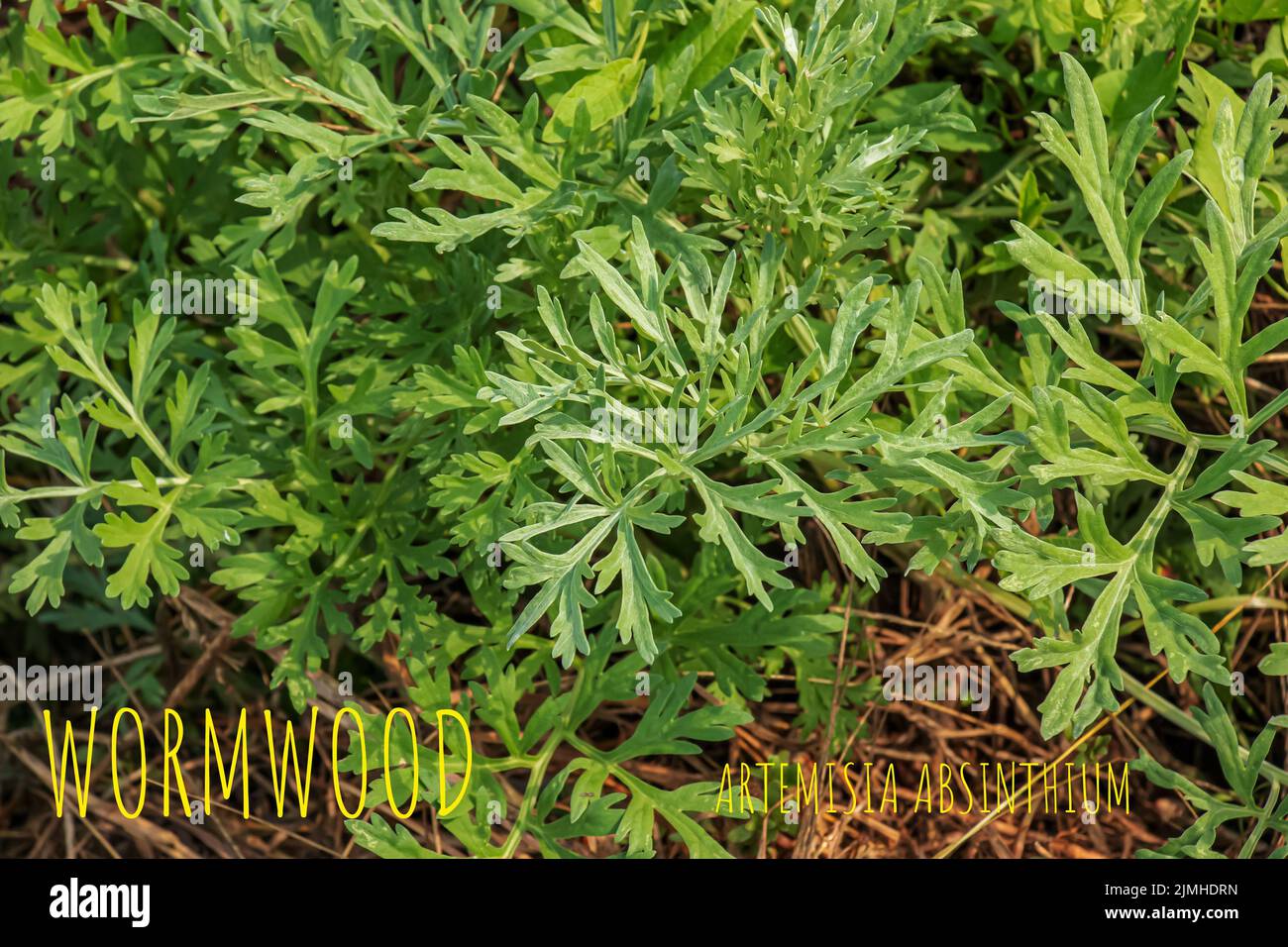 Wormwood (Artemísia absínthium). Wormwood branch, leaves and wormwood flowers. Cosmetics and medical plant. Stock Photo