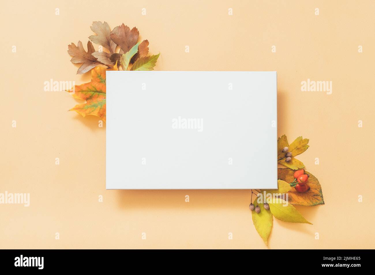 autumn greeting card white paper peach background Stock Photo Alamy
