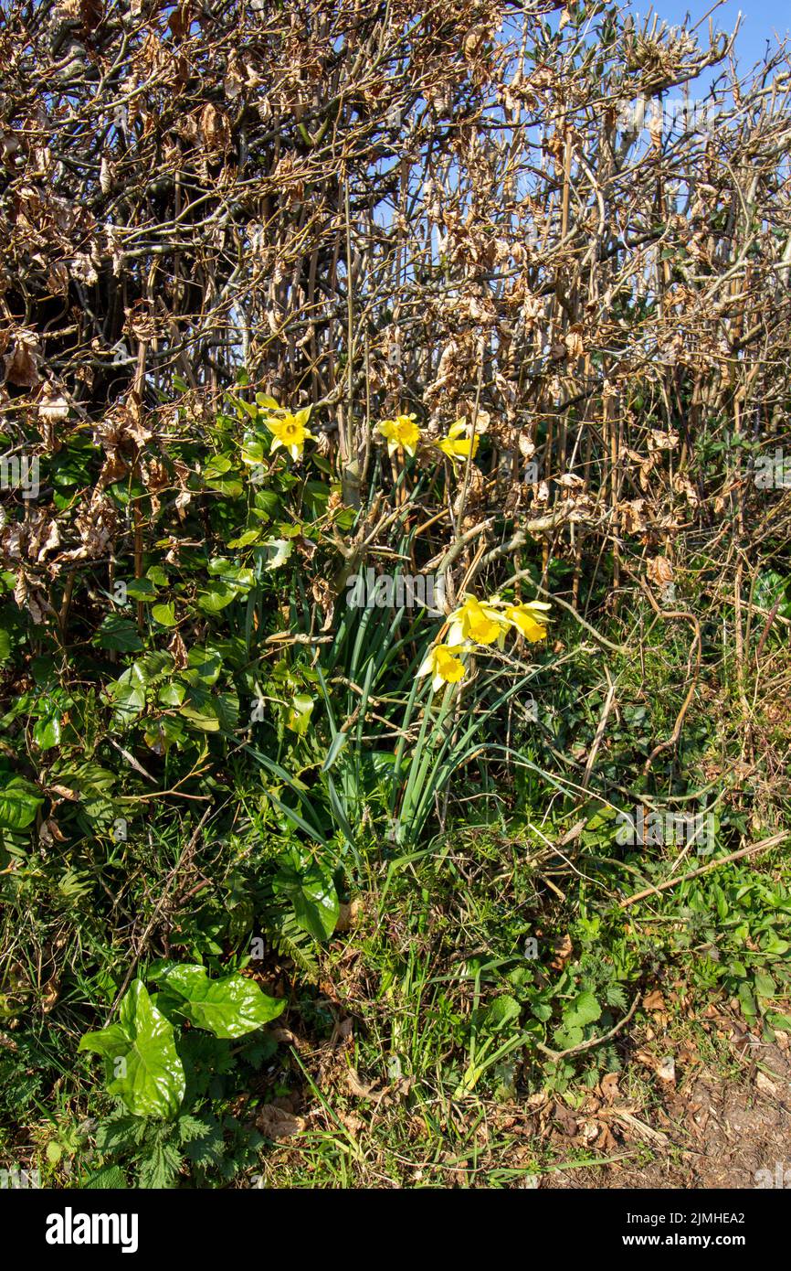 bright yellow daffodil growing and flowering in a Devon hedge Stock Photo