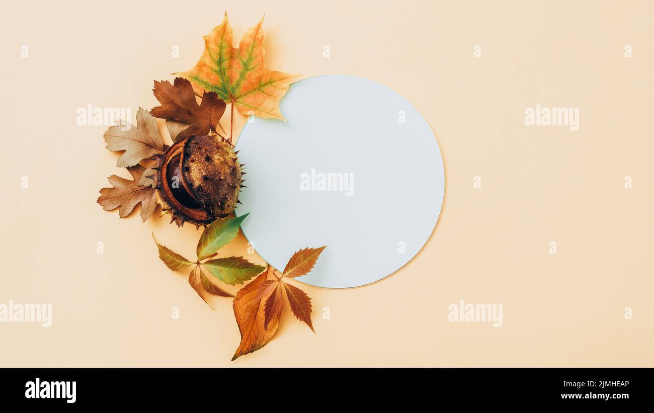 autumn greeting card white circle pale background Stock Photo