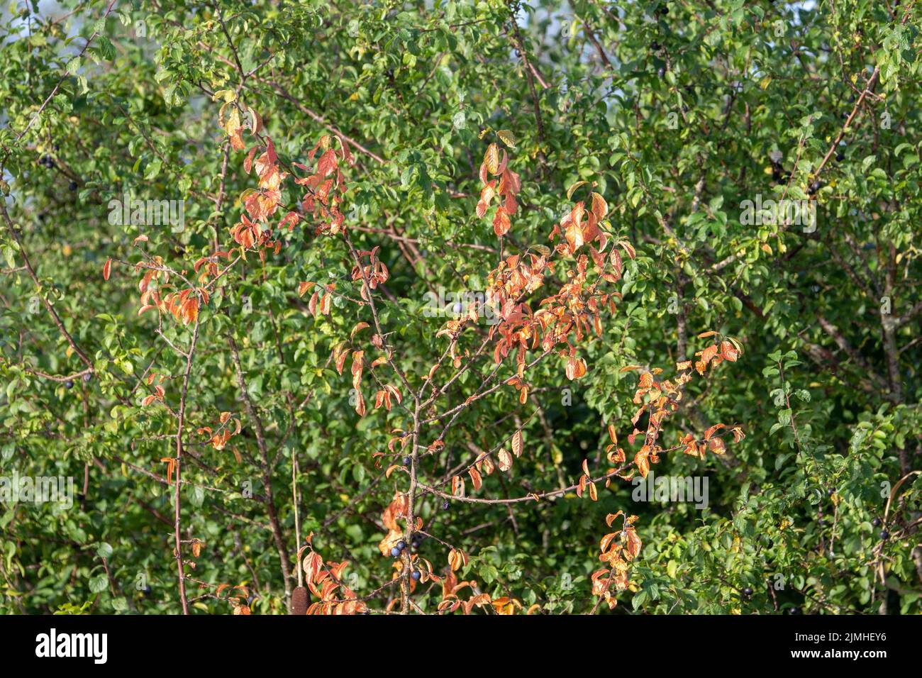 dead brown leaves isolated on a natural green background Stock Photo