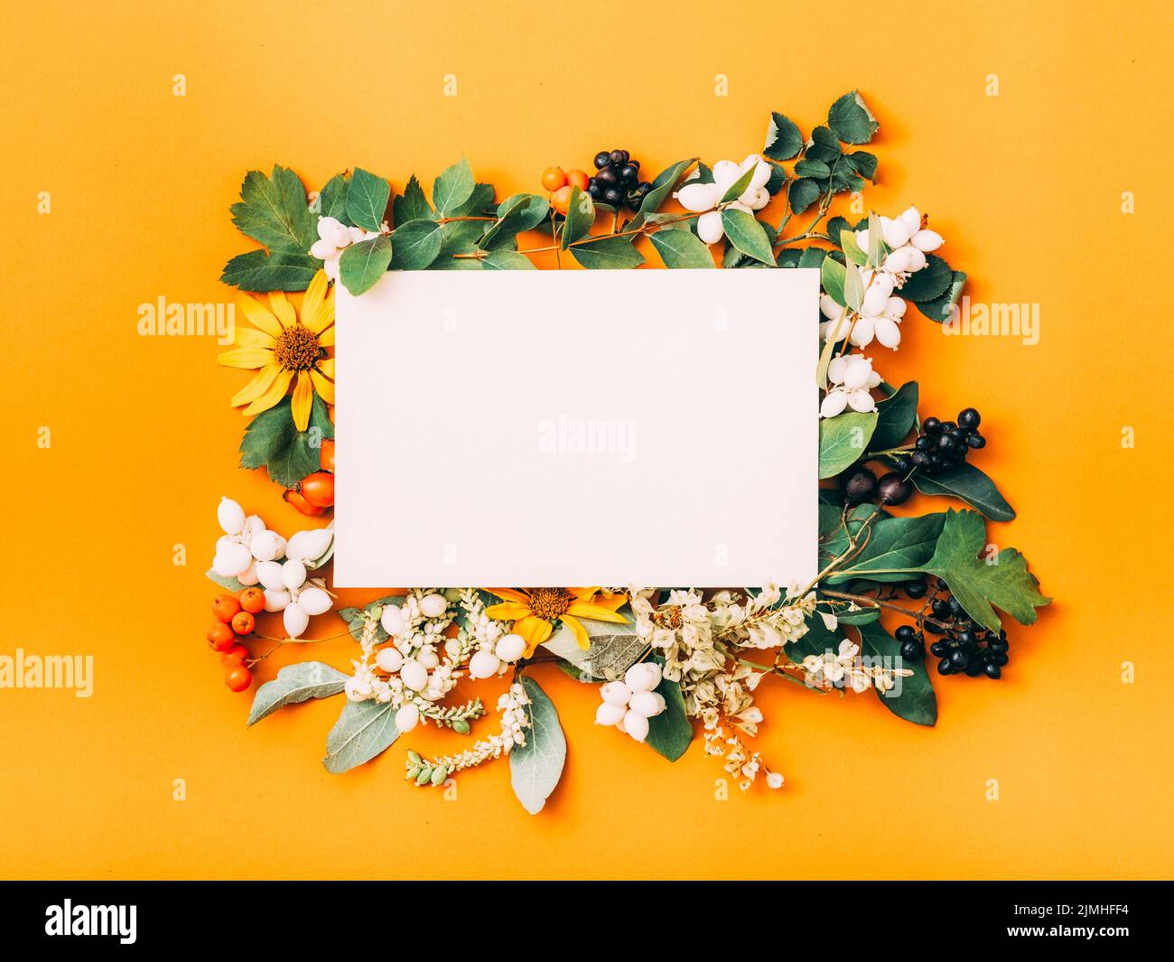 autumn greeting card white paper orange background Stock Photo Alamy
