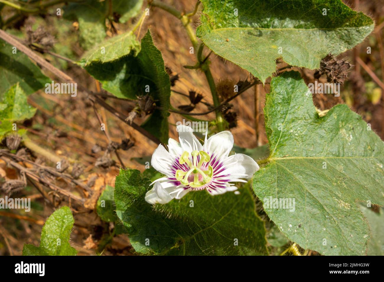 passion flower flower growing wild in West Africa Stock Photo