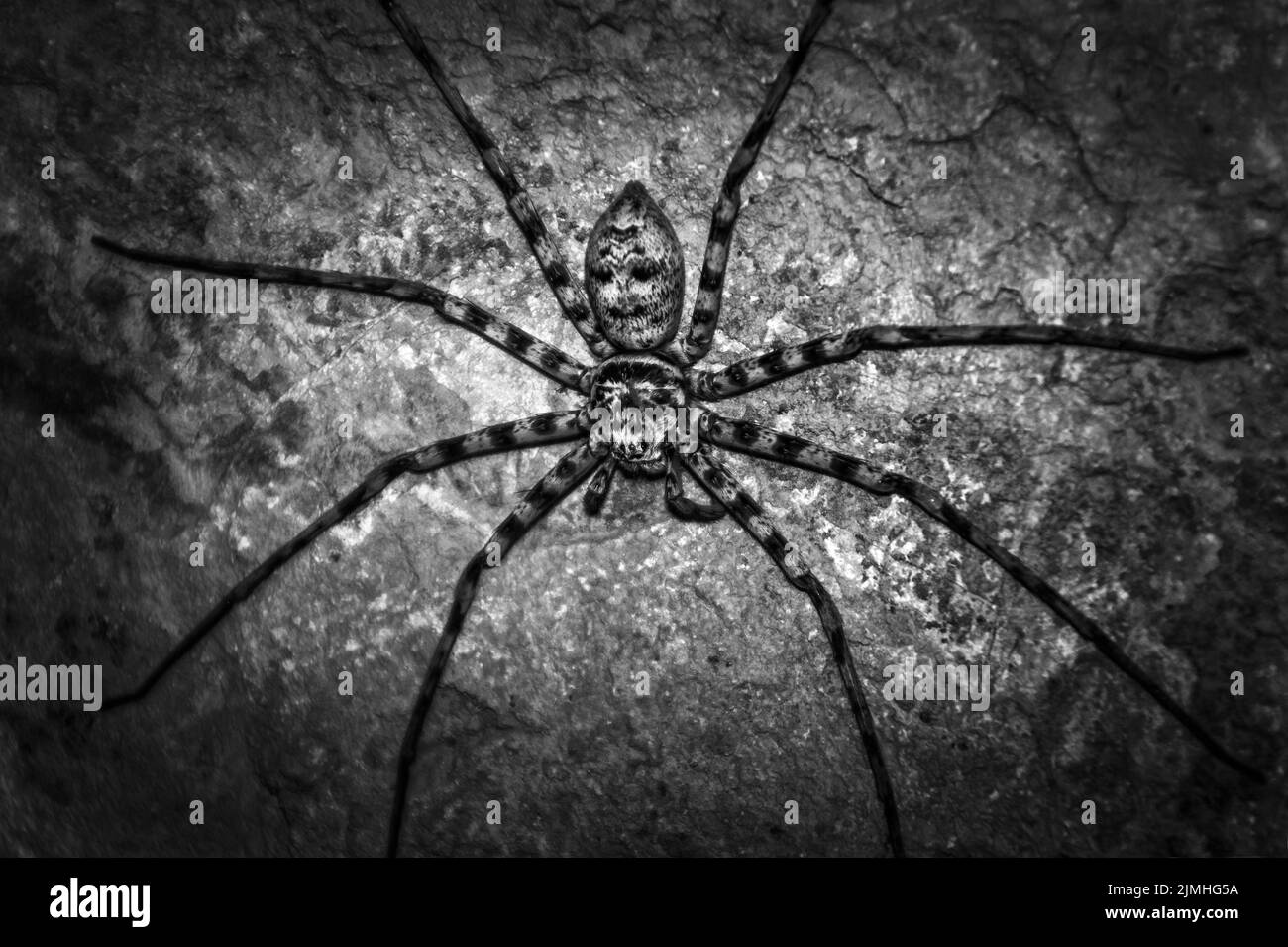 A grayscale of a Huntsman spider (Eusparassus walckenaeri) on a rocky wall Stock Photo