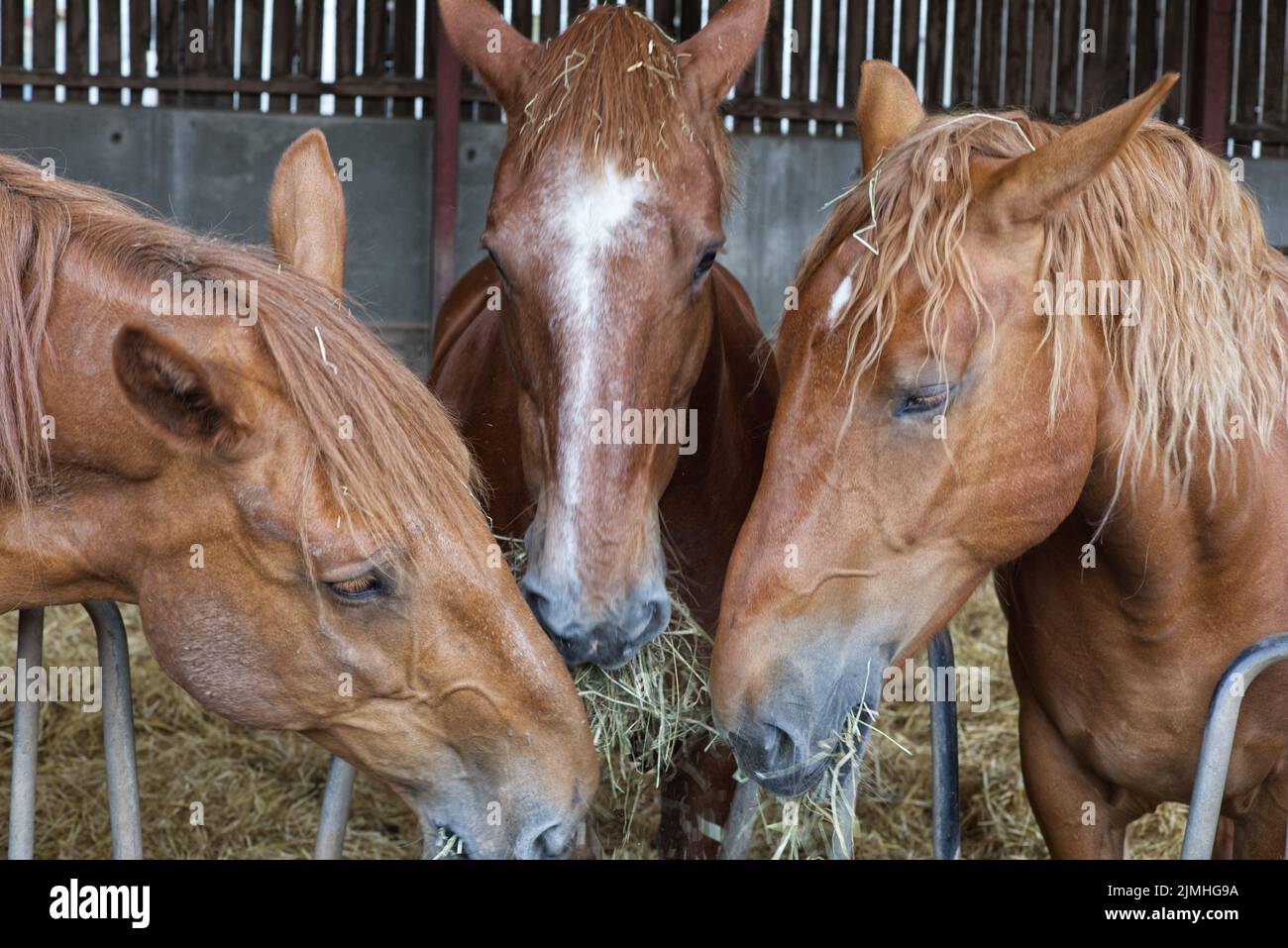 Suffolk Punch mares eating hay Stock Photo
