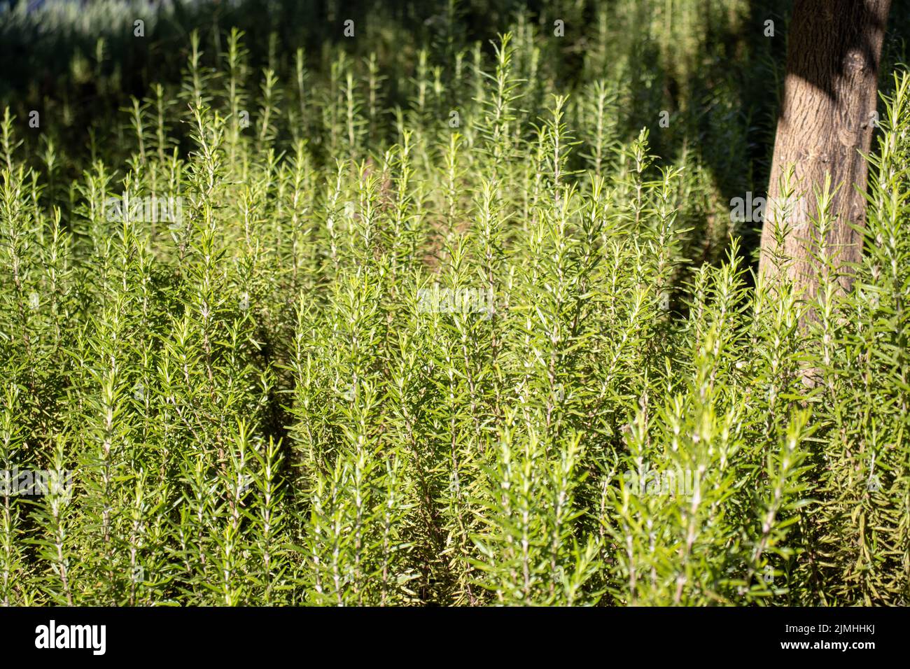 Rosemay (Salvia rosmarinus) growing wild with sunlight and shadows Stock Photo