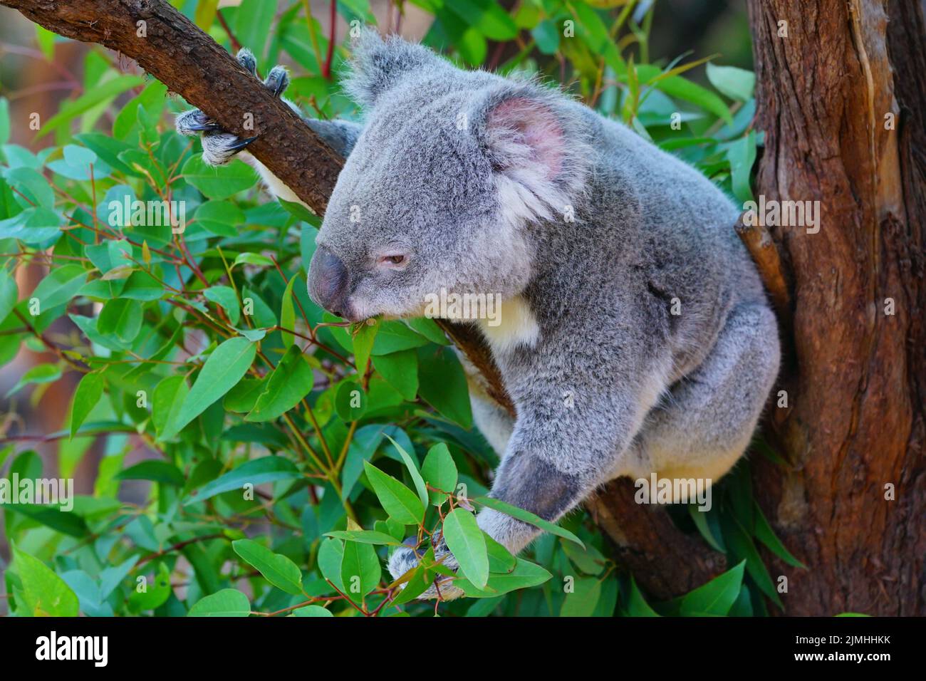 A koala on a eucalyptus gum tree in Australia Stock Photo Alamy