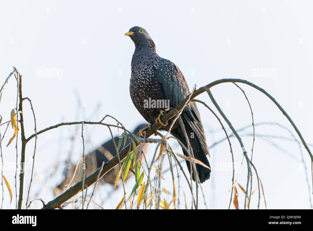 African olive pigeon, Columba arquatrix, single adult perched in tree, Johannesburg, South Africa Stock Photo