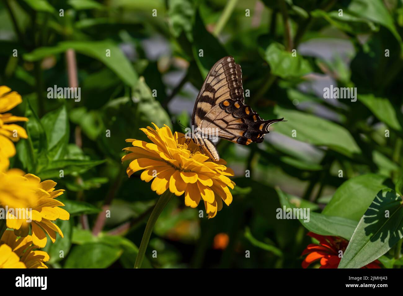 Eastern Tiger Swallowtail butterfly on Zinnia flowers. The Swallowtail soars high in trees and flutter in pursuit of nectar in gardens Stock Photo