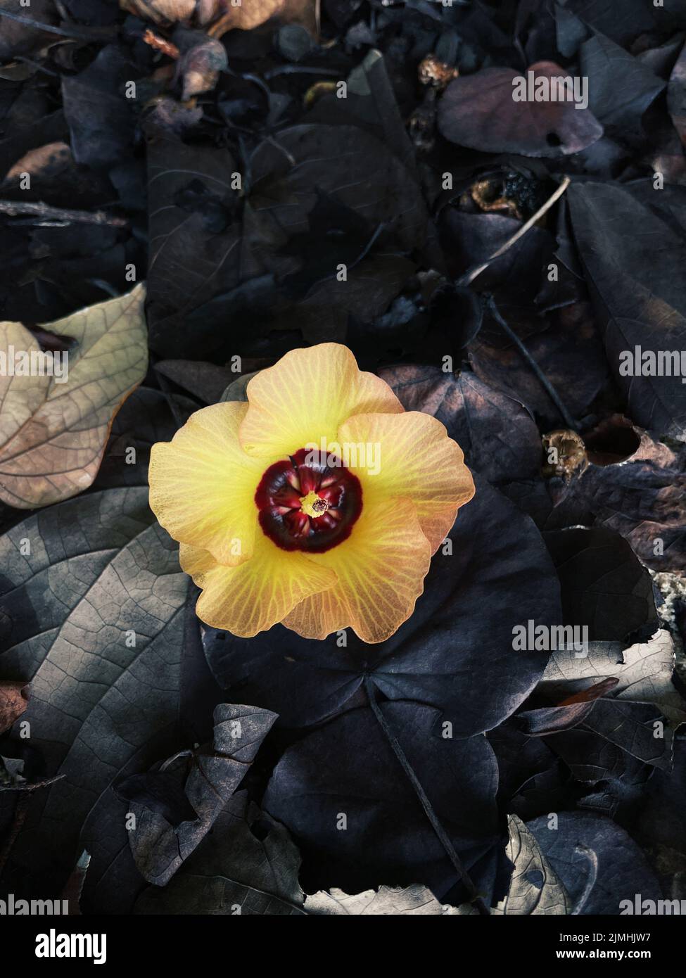 Flower of Hibiscus tiliaceus on a black leafs Stock Photo