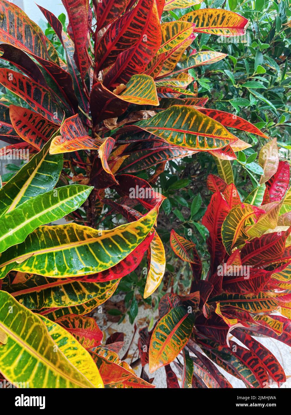 Colorful tropical plant hi-res stock photography and images - Alamy