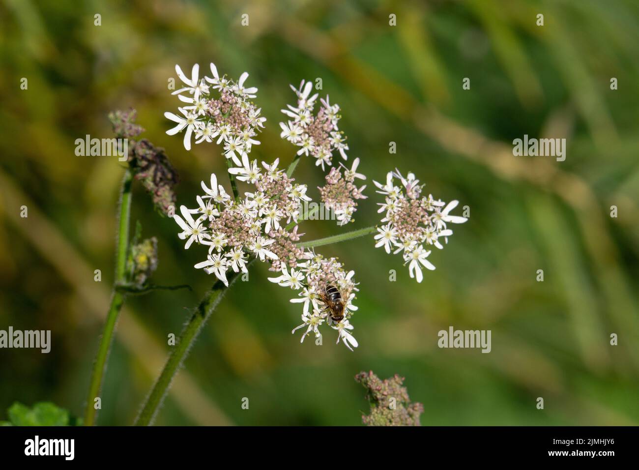 single white flower head and bee isolated on a natural green background Stock Photo