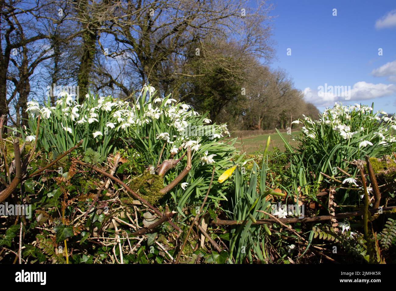 Snowdrops, Galanthus flowering on the top of a Devon bank with trees and a clear sky and white clouds Stock Photo
