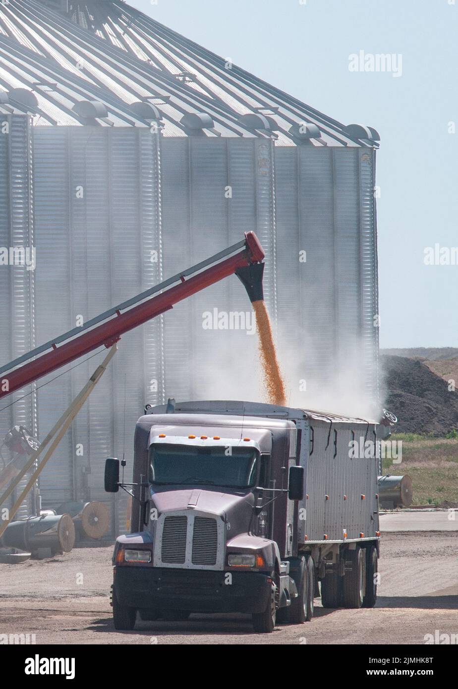 Corn seed being loaded into a grain transport truck Stock Photo
