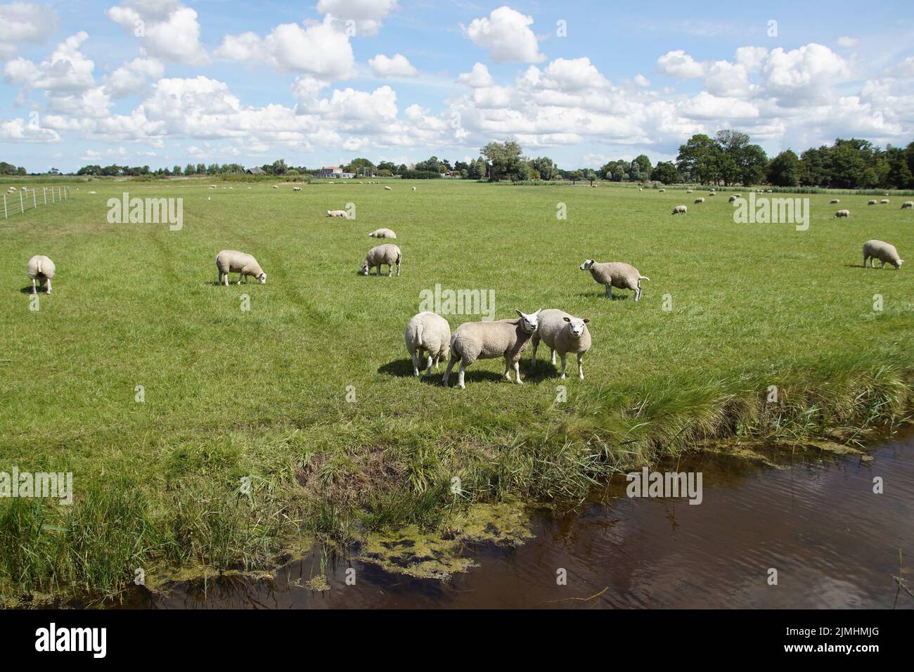 Dutch meadow landscape. Sheep in the pasture. Ditch, horizon, cloudy sky. Summer, August, Netherlands. Stock Photo