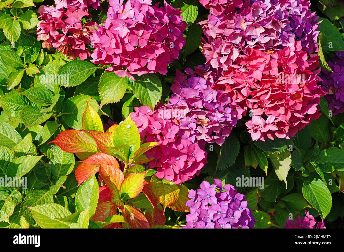 Pink and purple hydrangea flowers in bloom in Brittany, France Stock ...