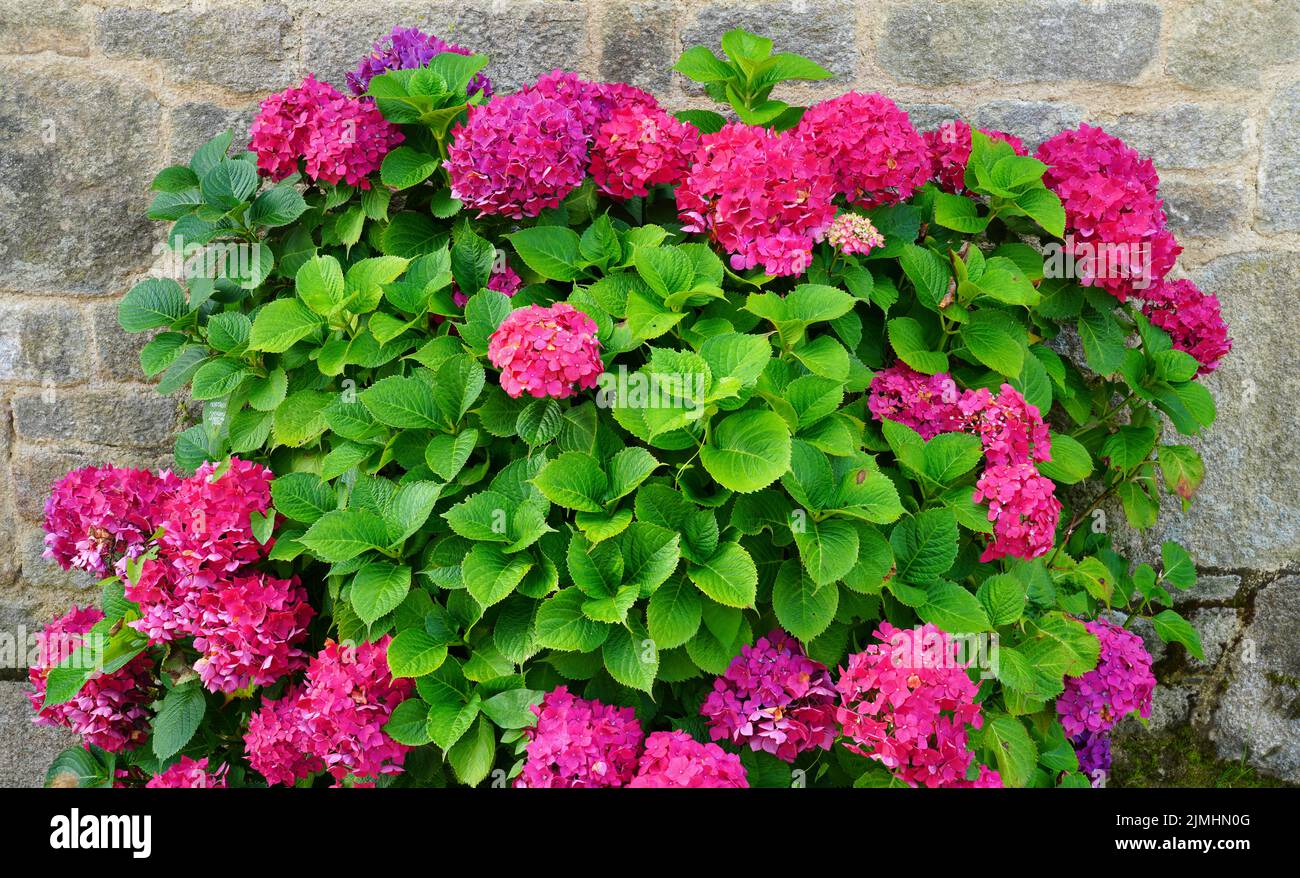 Pink and purple hydrangea flowers in bloom in Brittany, France Stock Photo