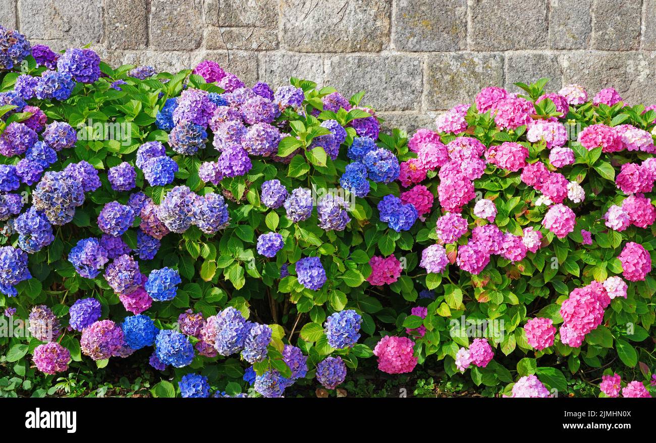 Pink and purple hydrangea flowers in bloom in Brittany, France Stock Photo