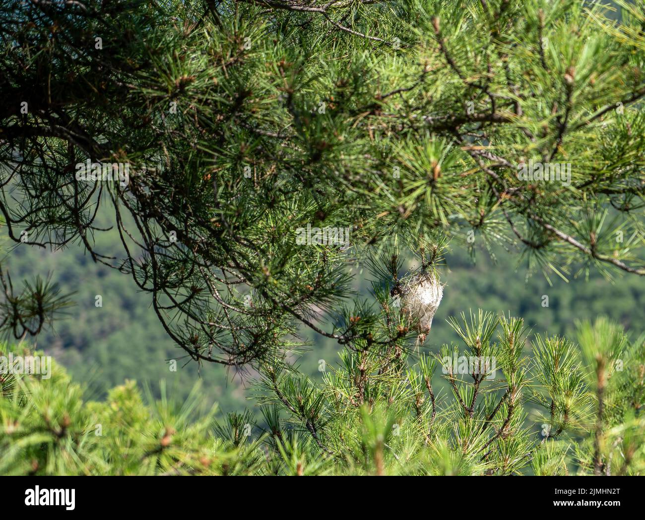 white, silken nest of the pine processionary moth (thaumetopoea pityocampa) Stock Photo