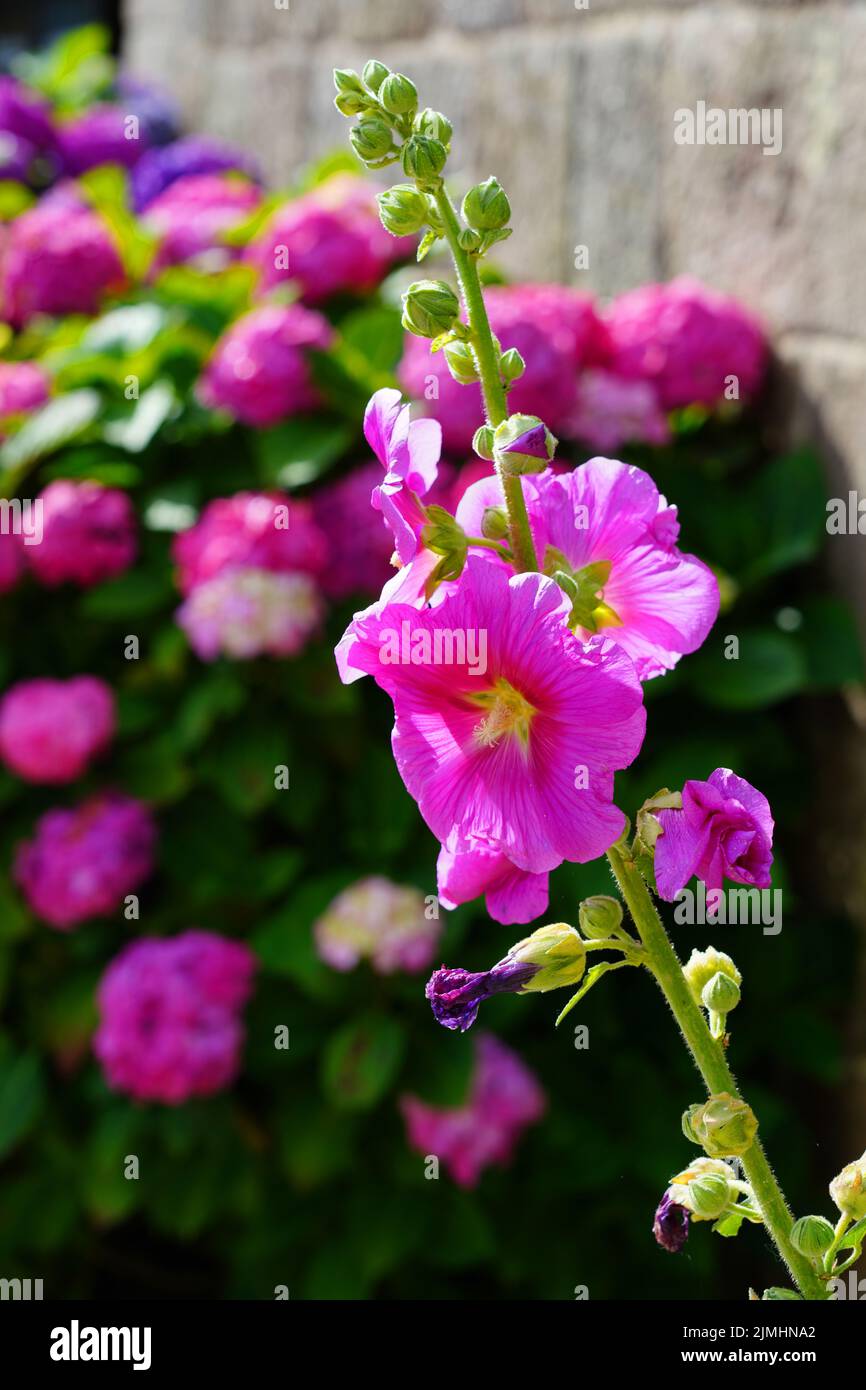 Pink hollyhock alcea rosea  flower in bloom Stock Photo