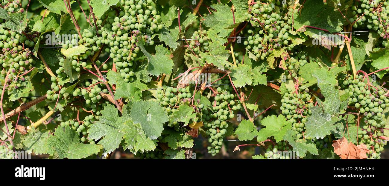 Agricultural grape vines with green leaves and grapes. Stock Photo