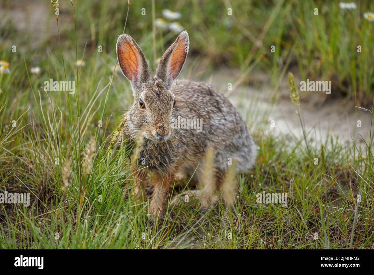 A Nuttall's Cottontail rabbit (Sylviagus nuttalli), also known as a ...