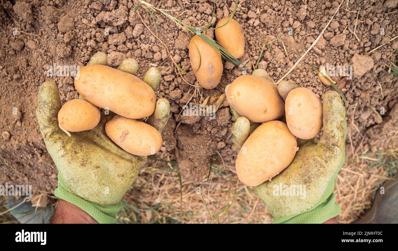 Male hands harvesting fresh organic potatoes from soil. Man gathered potatoes in field. Farmers working on vegetable plantation garden on sunny day Stock Photo