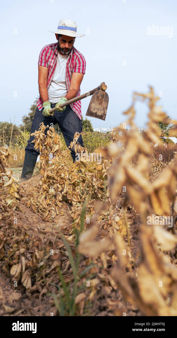 Farmer using hoe for picking potatoes in agricultural field. Male worker hoeing in agricultural farm. Harvesting fresh organic potatoes from soil. Man Stock Photo