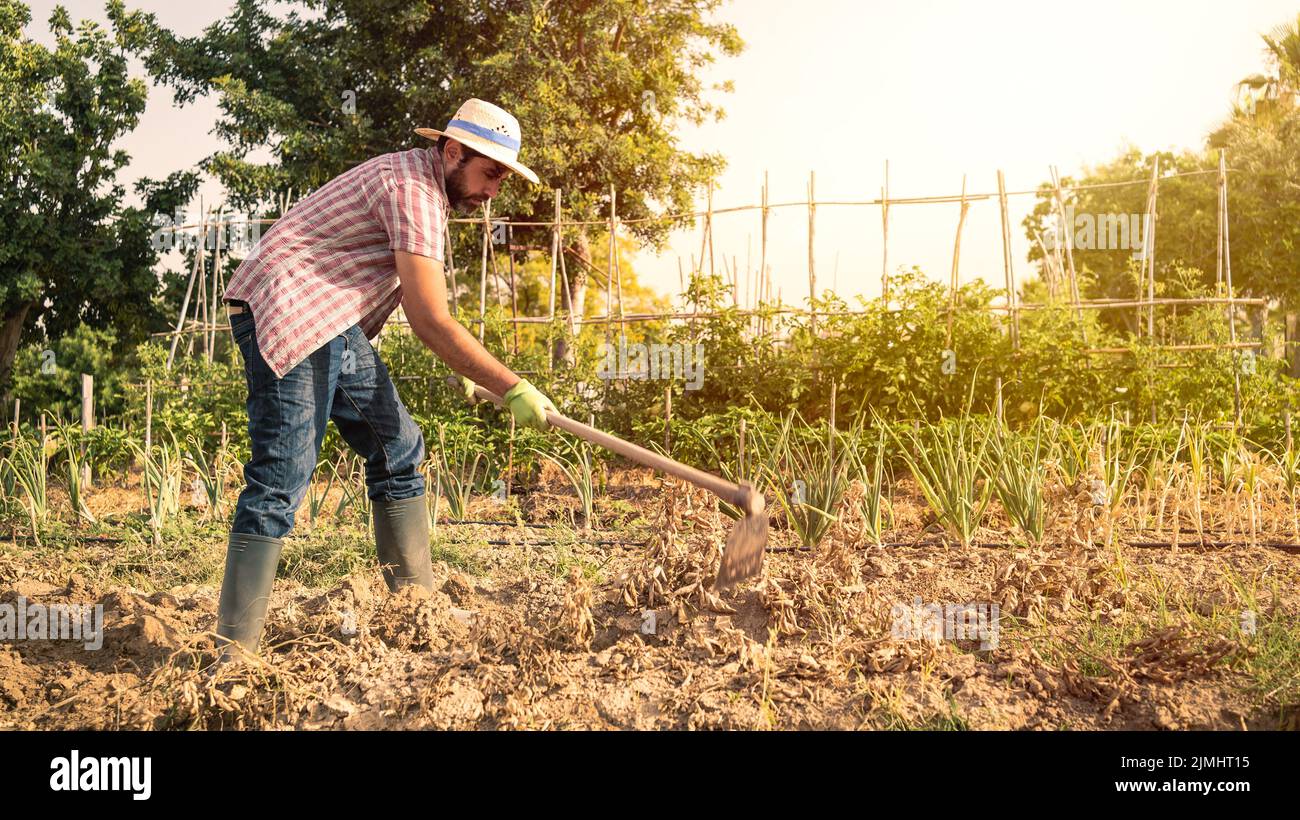 Bearded farmer man with hoe collecting a fresh organic potatoes harvests in the field. Male worker hoeing in agricultural farm plantation. Organic veg Stock Photo