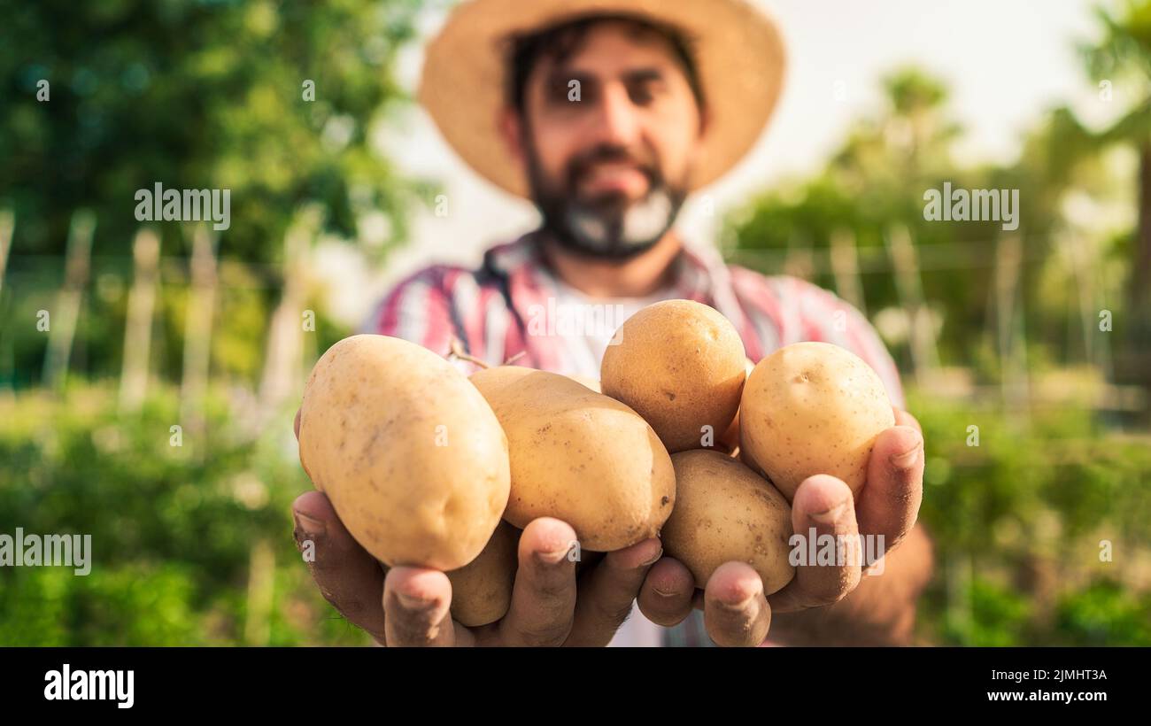 Bearded farmer man with hat and organic potato harvest in fields. Male worker with potato in agricultural farm plantation. Organic vegetables and agri Stock Photo
