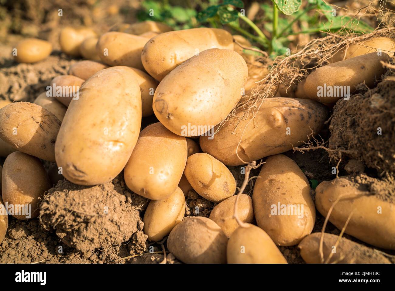 Heap of fresh organic potato harvest in the fields. Sprouted potato tuber on the background of the plantation. Organic vegetables and agriculture farm Stock Photo