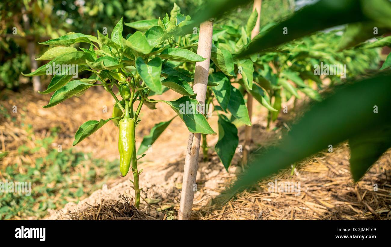 Bush of green pepper in agricultural field. Harvesting fresh organic peppers on a bush at farm plantation. Appetizing fresh organic vegetables harvest Stock Photo