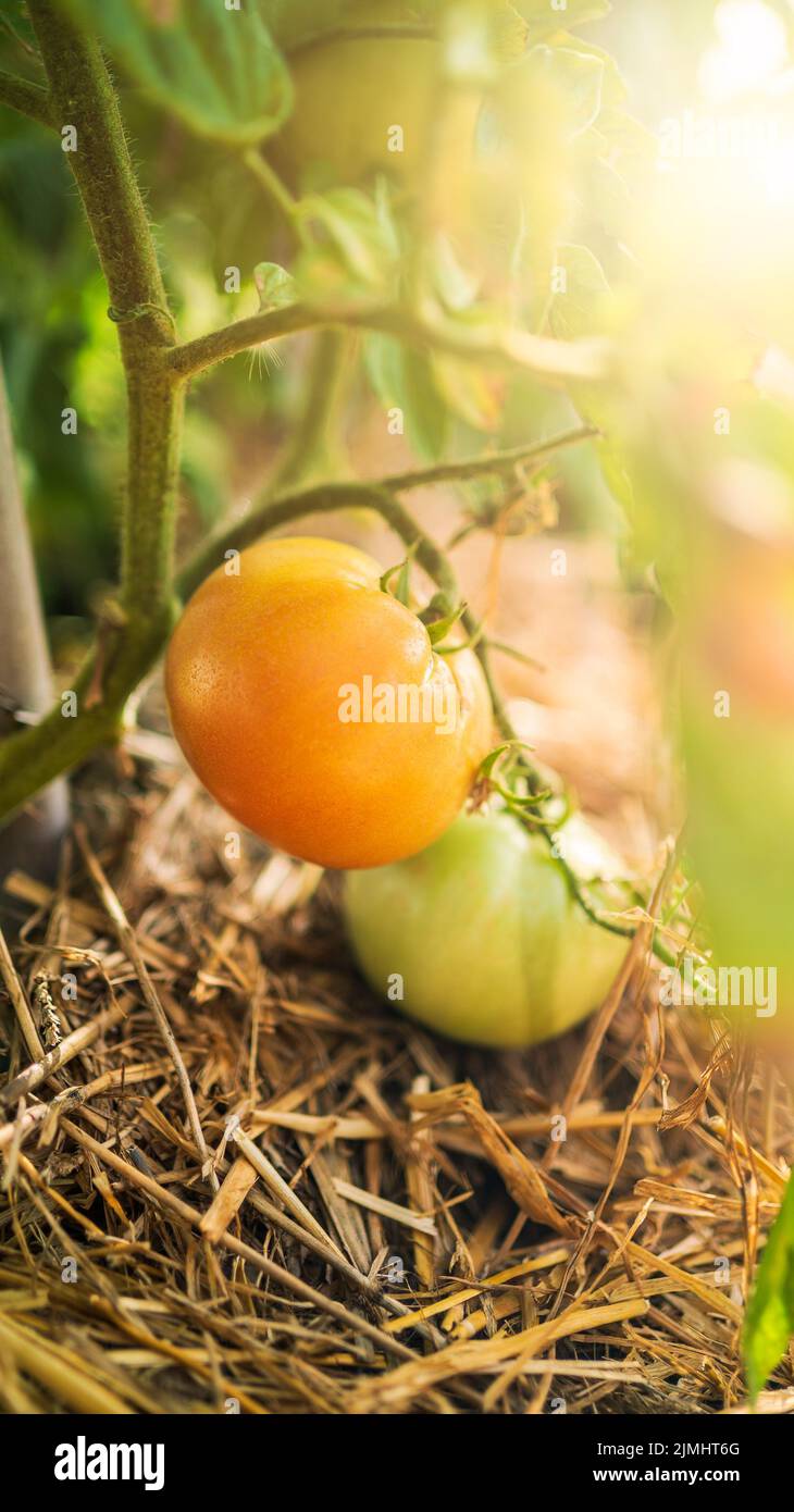 Bush of tomato in agricultural field. Harvesting fresh organic tomatoes on a bush at farm plantation. Appetizing fresh organic vegetables harvest in t Stock Photo