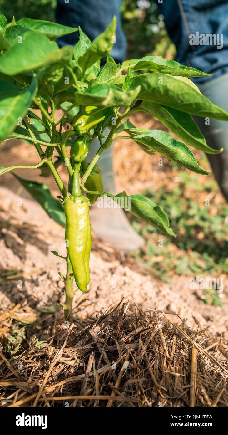 Bush of green pepper in the garden plantation. Beautiful bright peppers on a bush at farm. Appetizing fresh organic vegetables harvest in the field fo Stock Photo
