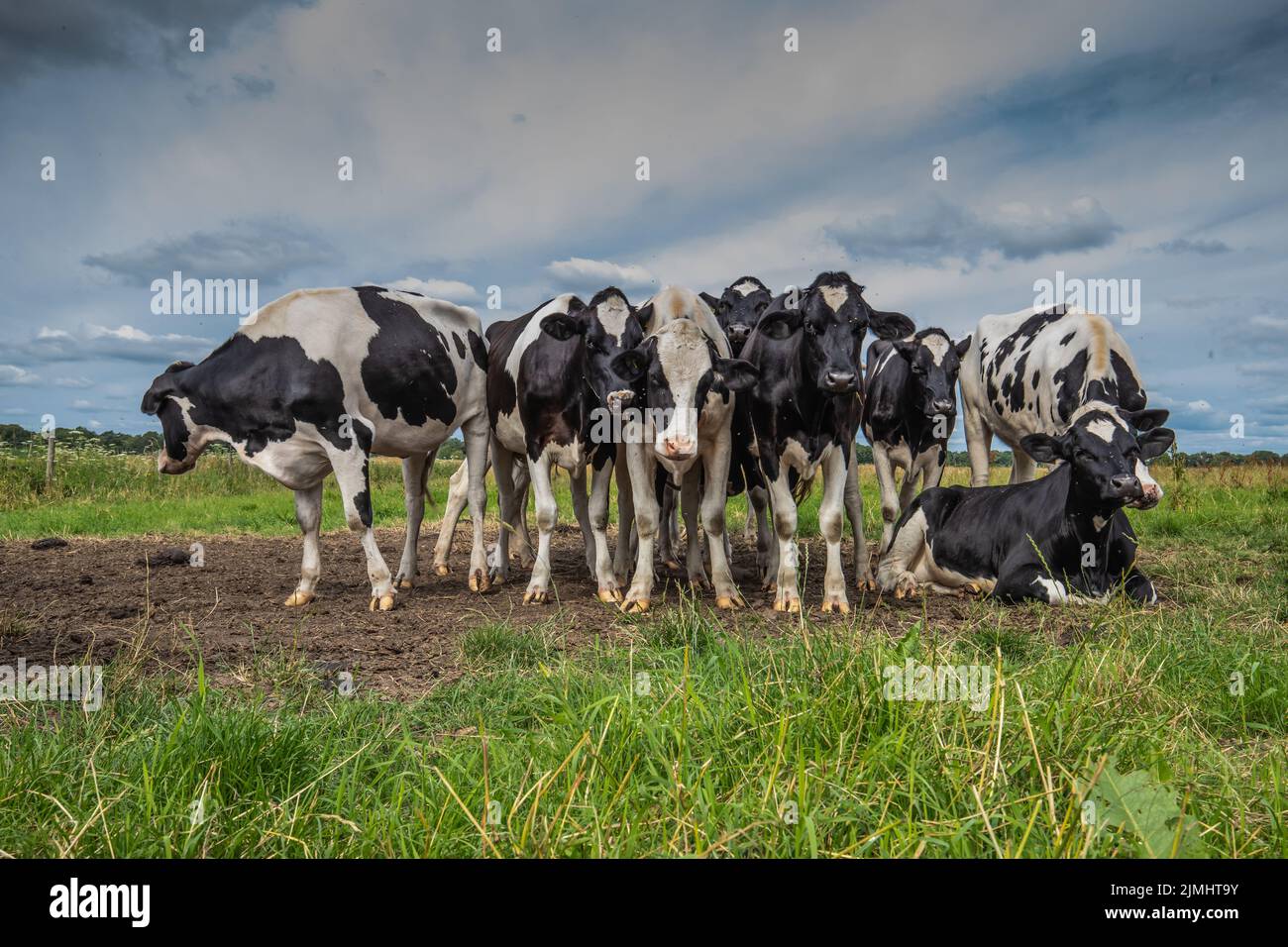 Close up of herd of flocking curious young black and white spotted cows in a natural green pasture against blue sky background with veil clouds Stock Photo