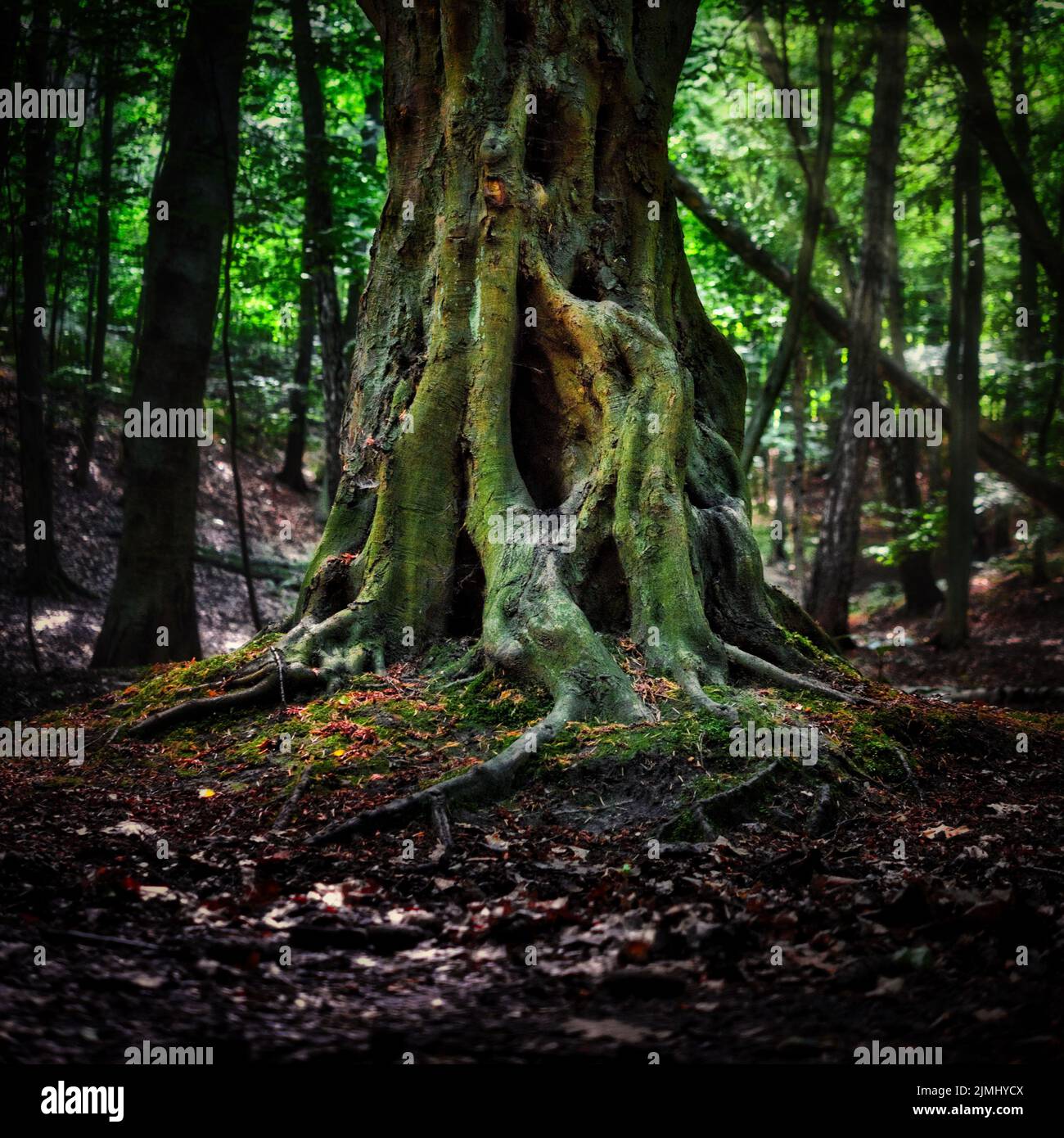 A tree trunk with roots in the forest Stock Photo - Alamy