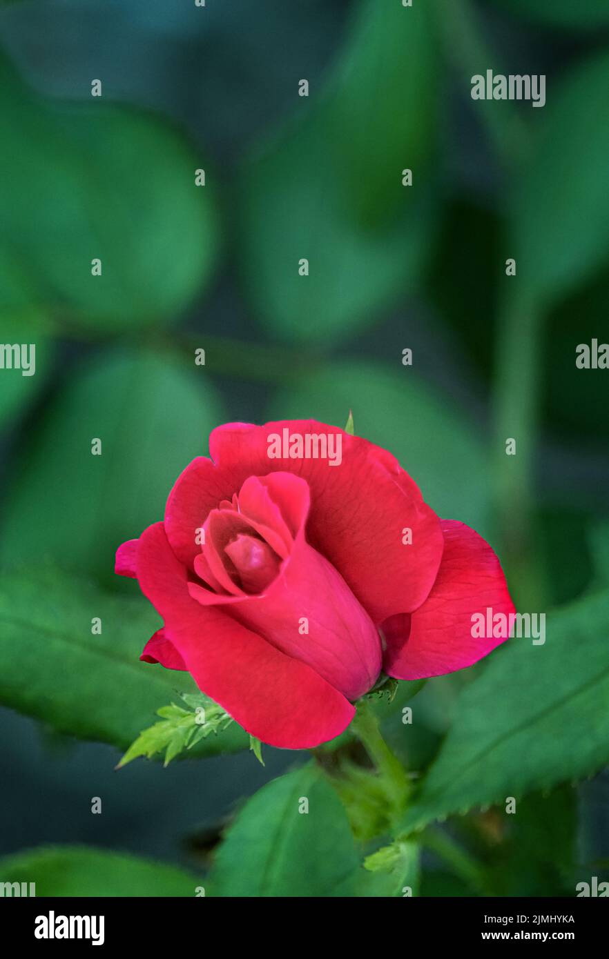A single red rose in mid bloom on a lush green rose bush background in spring, summer, or fall in Lancaster, Pennsylvania Stock Photo