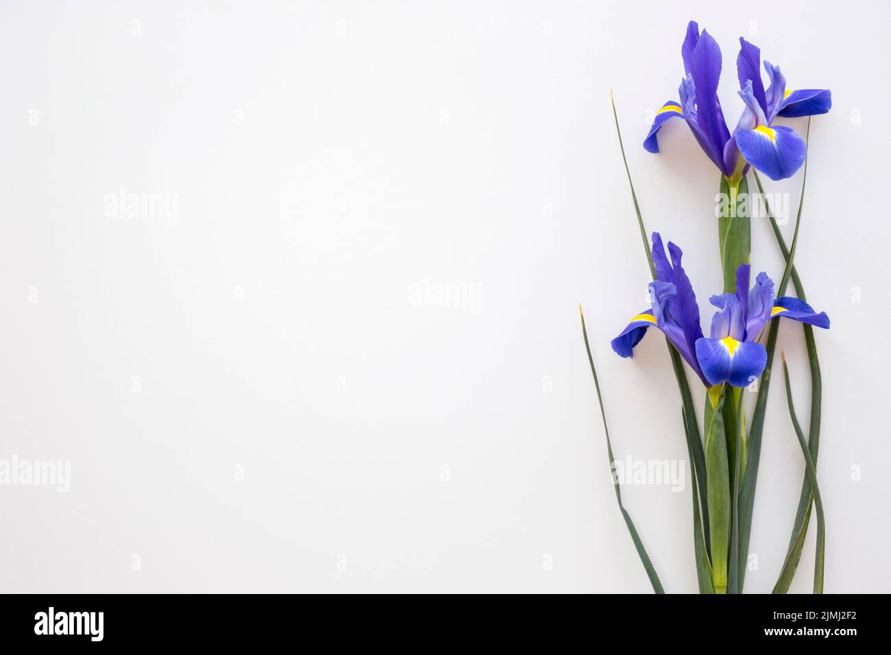Purple iris flowers isolated white background Stock Photo