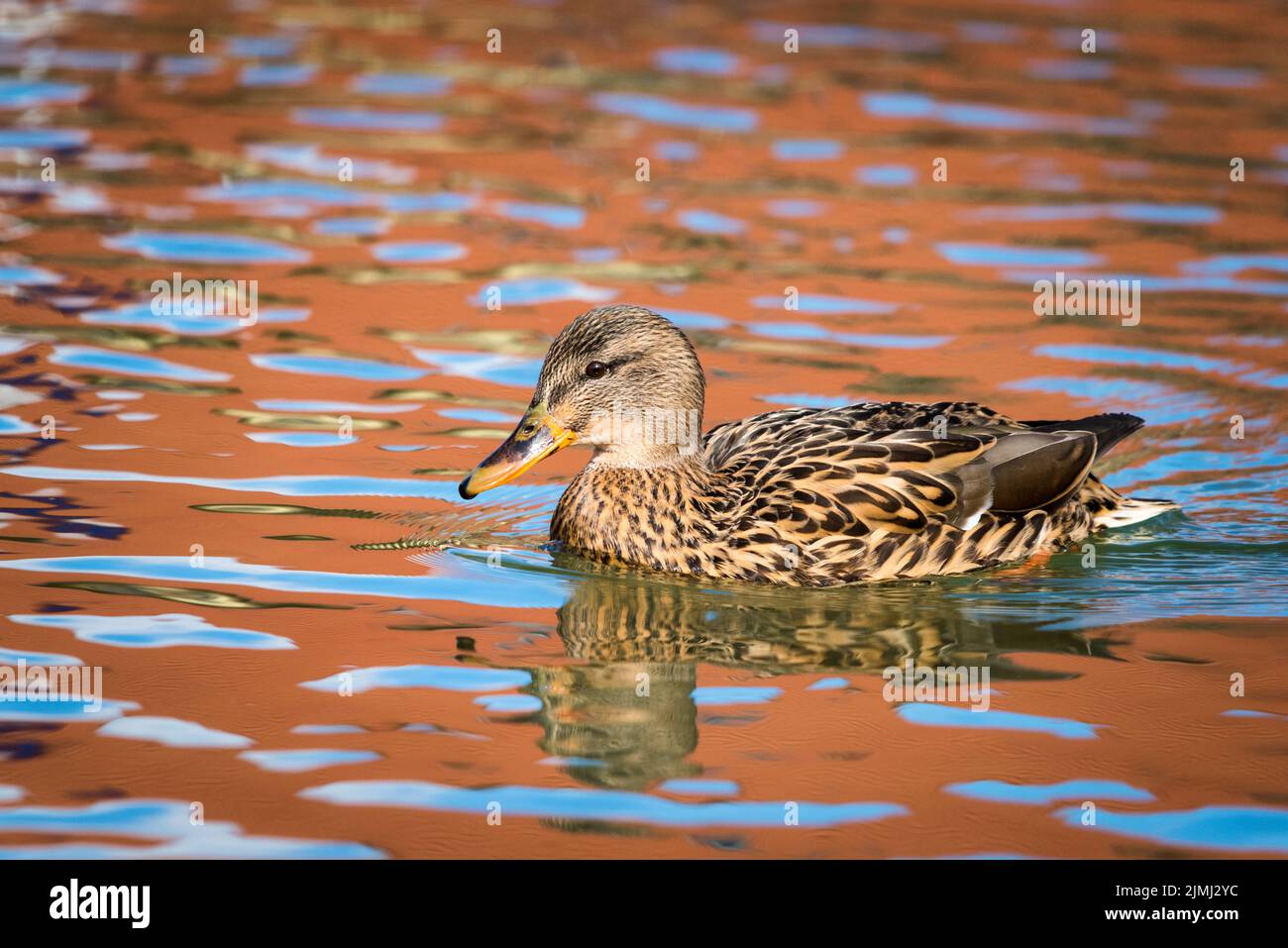 Colourful female duck. Stock Photo